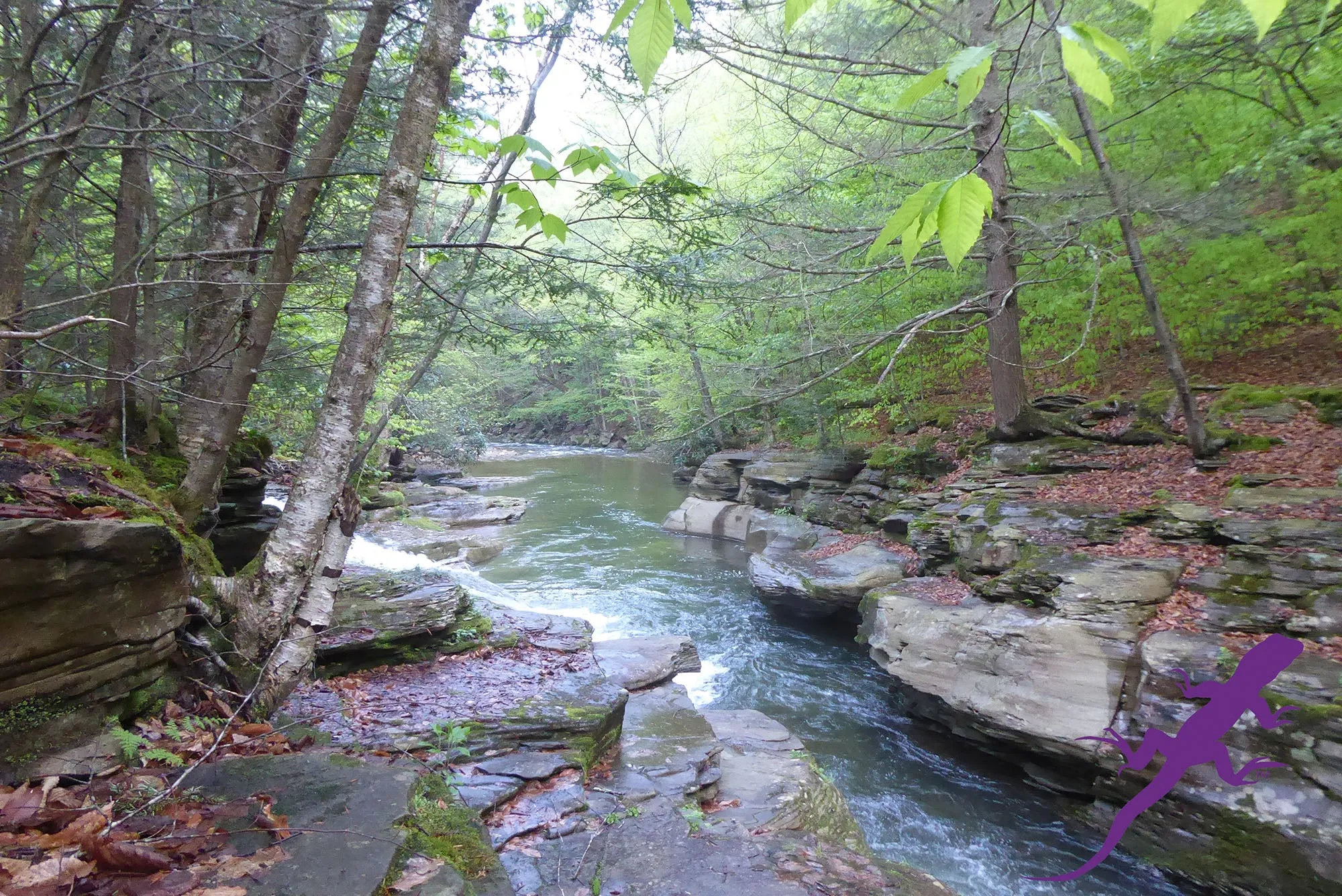 Loyalsock-Worlds End Lizard Map, Pennsylvania