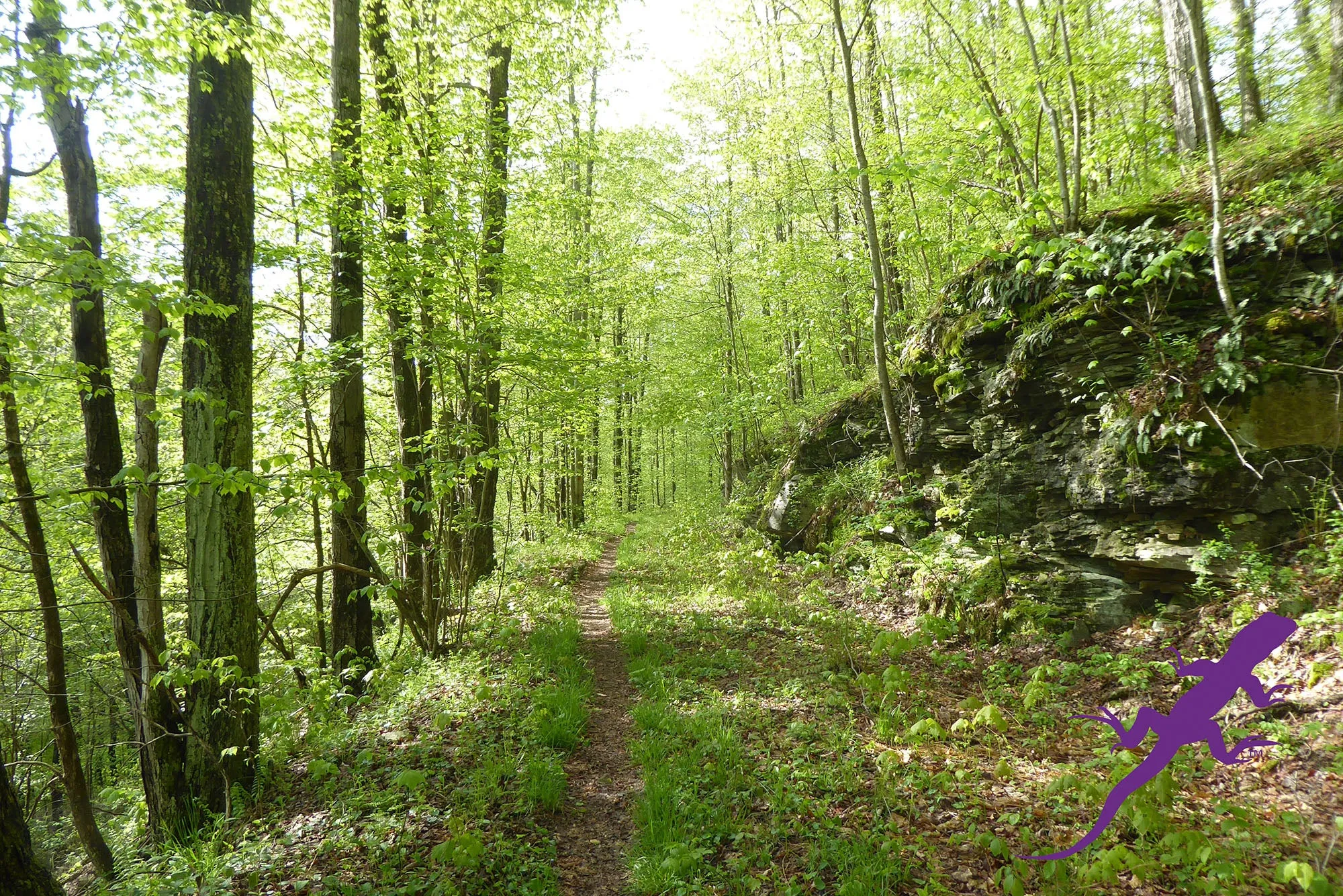 Loyalsock-Worlds End Lizard Map, Pennsylvania